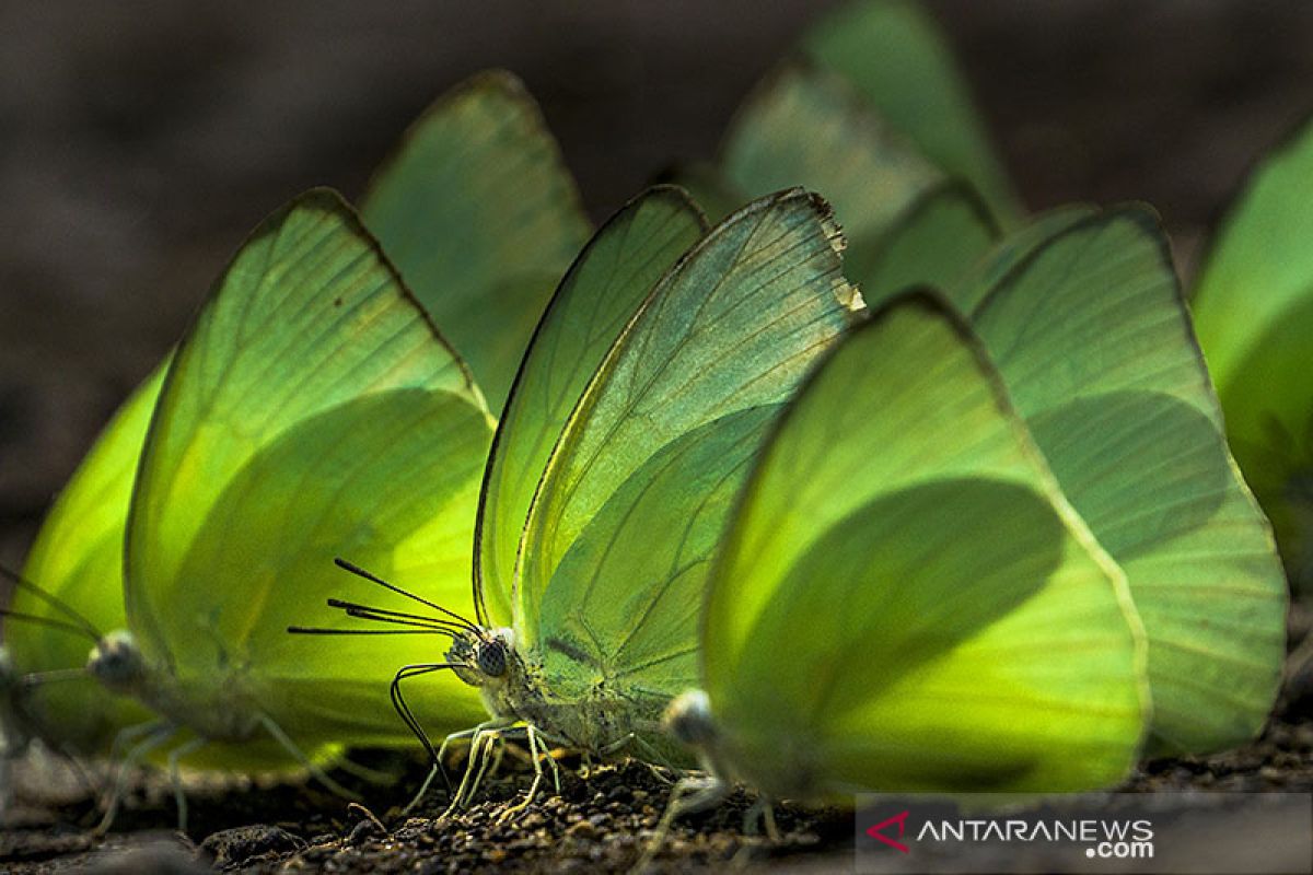 LIPI: Makrozoobentos berpeluang jadi bioindikator kesehatan perairan