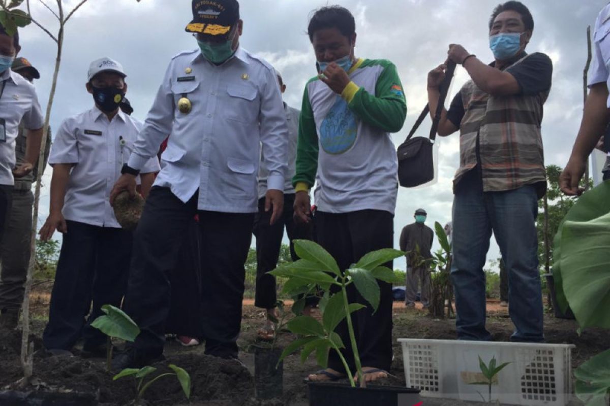Petani Bangka Tengah membudidayakan tanaman porang