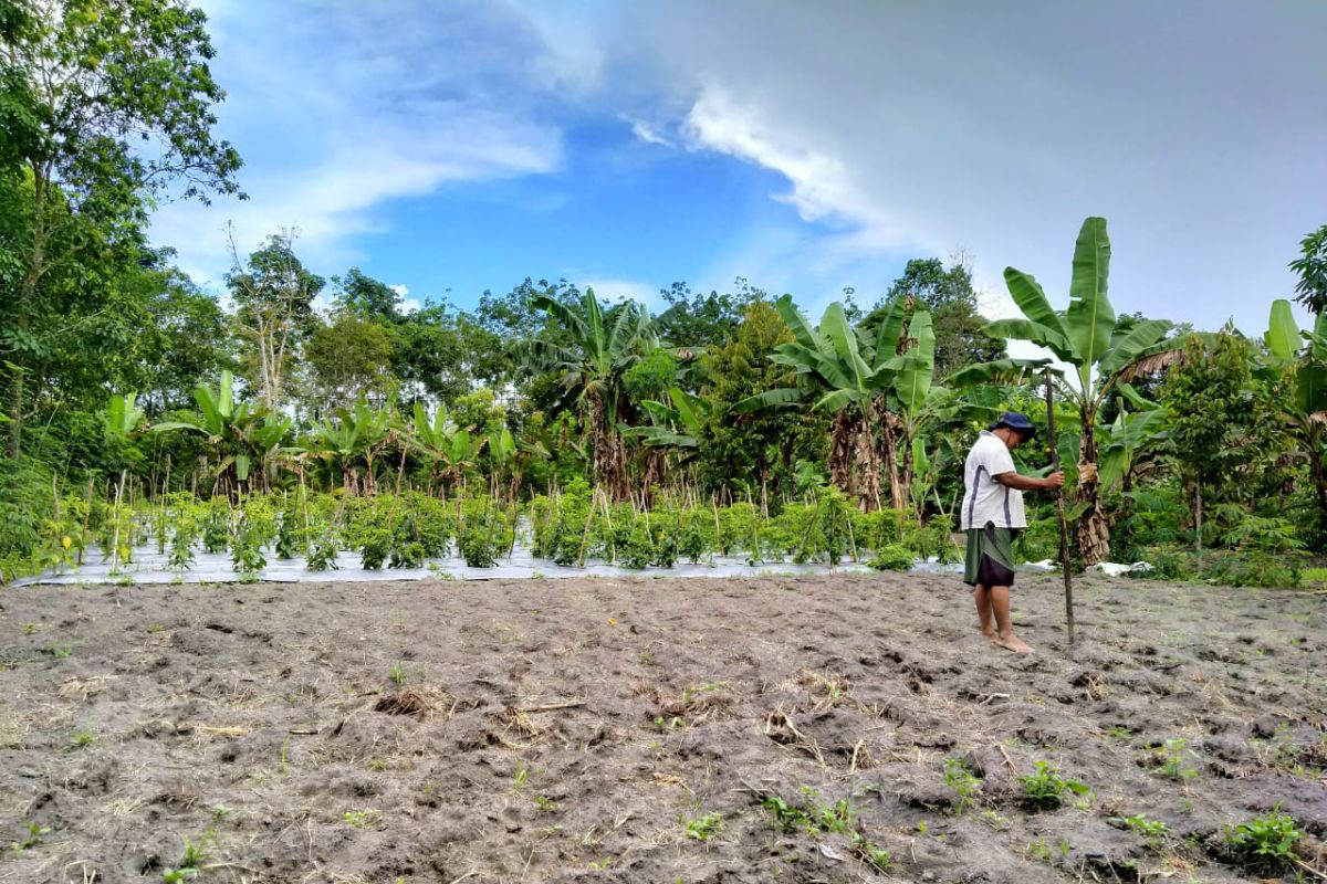 Petani Belitung mulai tanam jagung jelang tahun baru