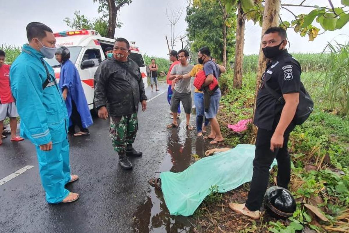 Satu orang tewas akibat pohon tumbang