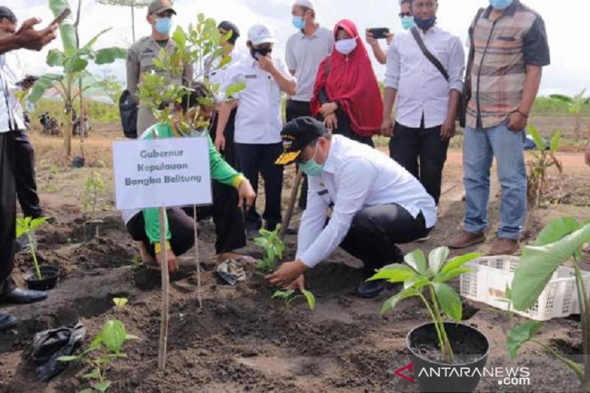 Bangka Belitung kembangkan lada - porang sistem tumpang sari