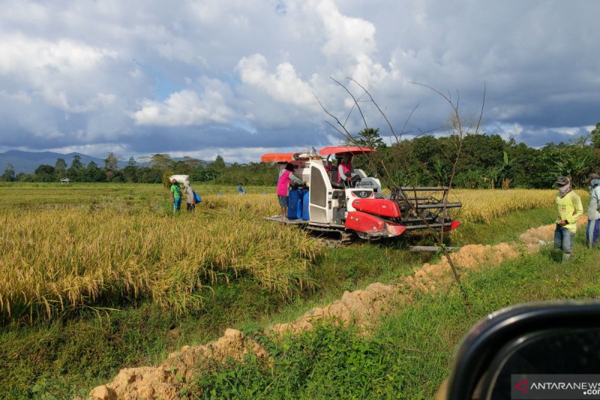 Bulog Sulawesi Tenggara serap beras petani 300 ton per hari