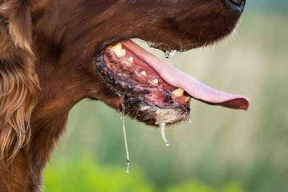 Empat orang terjangkit rabies di Sarawak