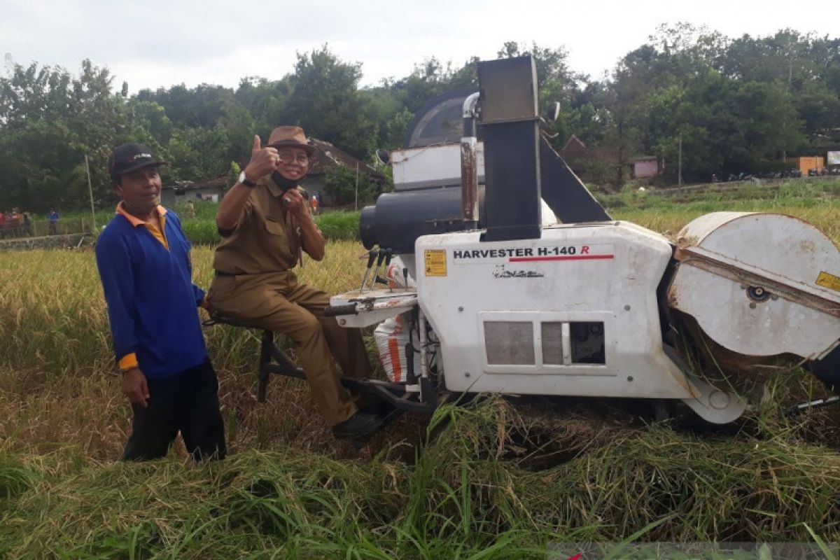 Petani di Gunung Kidul dilarang membasmi tikus dengan jebakan listrik