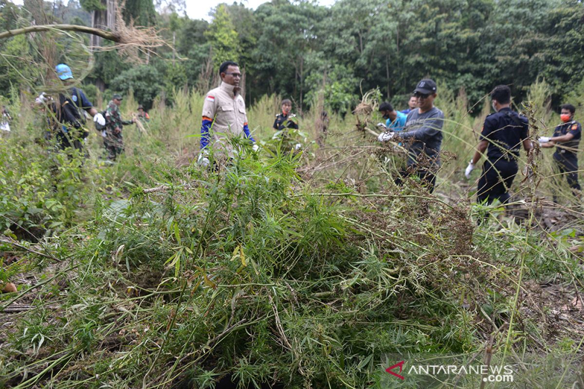 Pemusnahan tanaman ganja di Gunung Seulawah