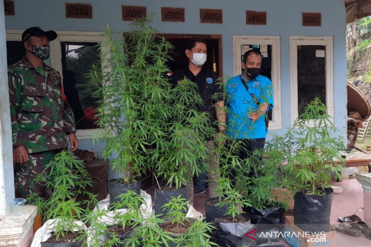 BNN menelusuri dugaan kebun ganja di Tasikmalaya