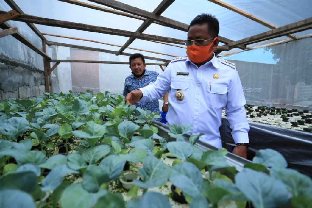 Wali Kota Banda Aceh ajak warga budi daya tanaman hidroponik