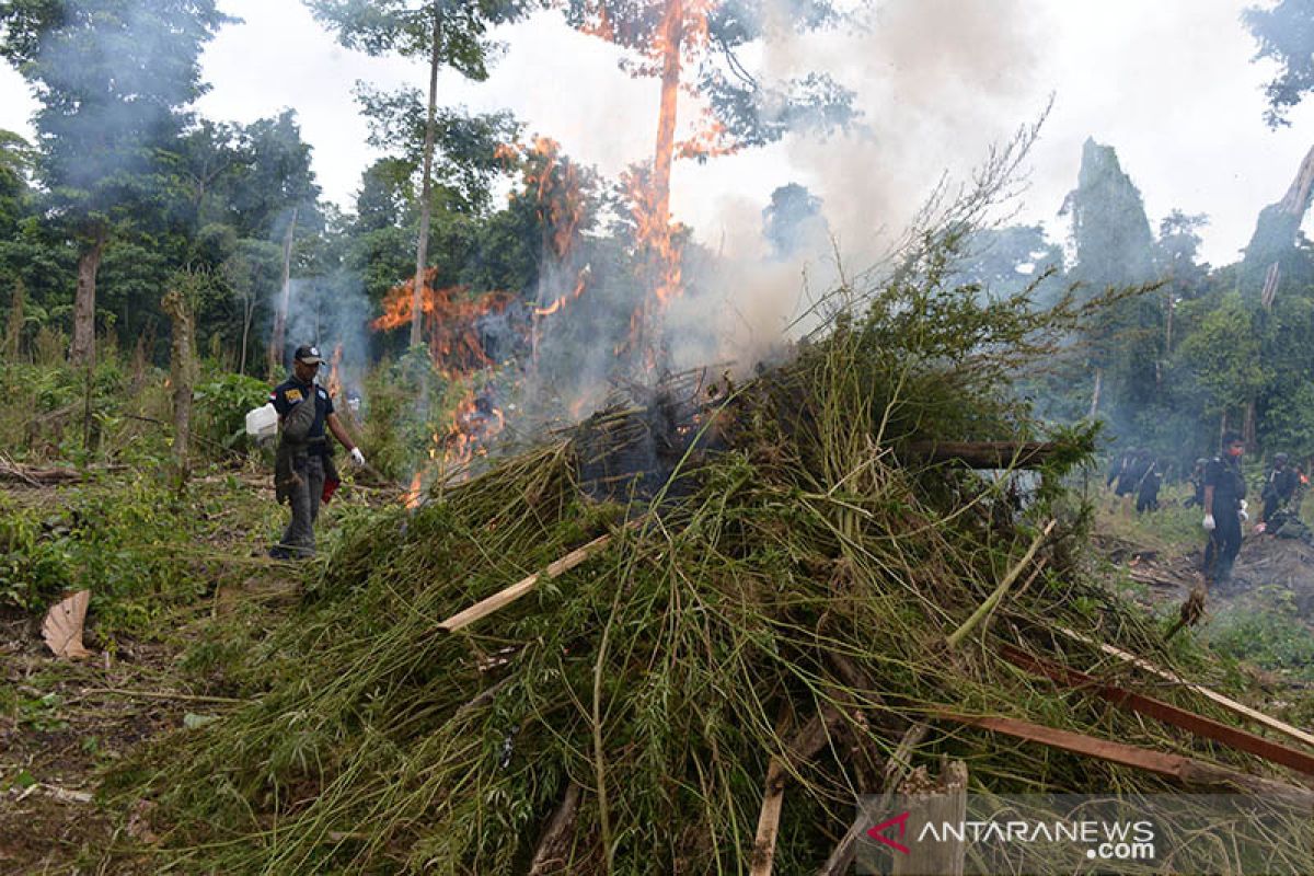 BNN musnahkan 3,5 hektare ladang ganja di Aceh Besar