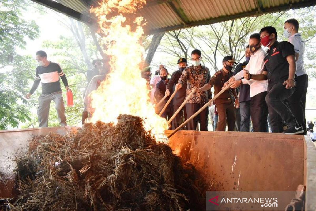 Polres Payakumbuh musnahkan hampir 100 kg ganja