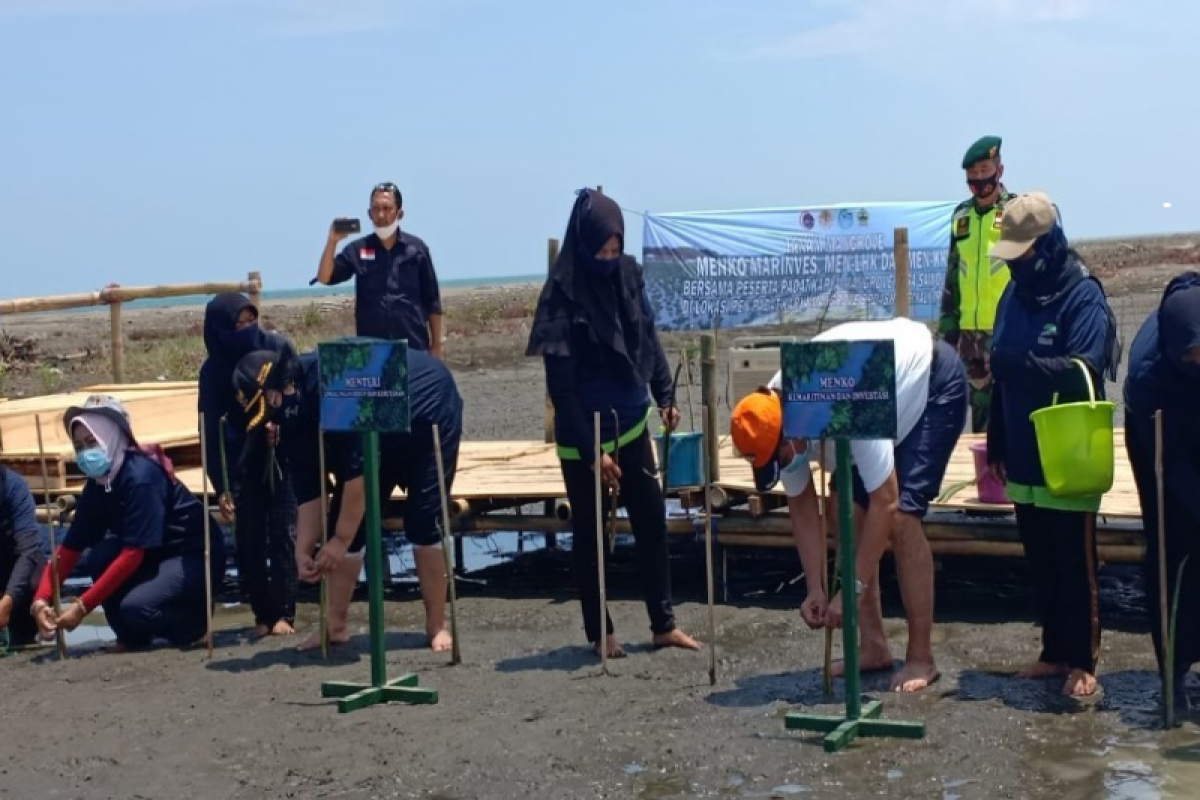 Tiga menteri tanam mangrove di Brebes atasi abrasi dan rob