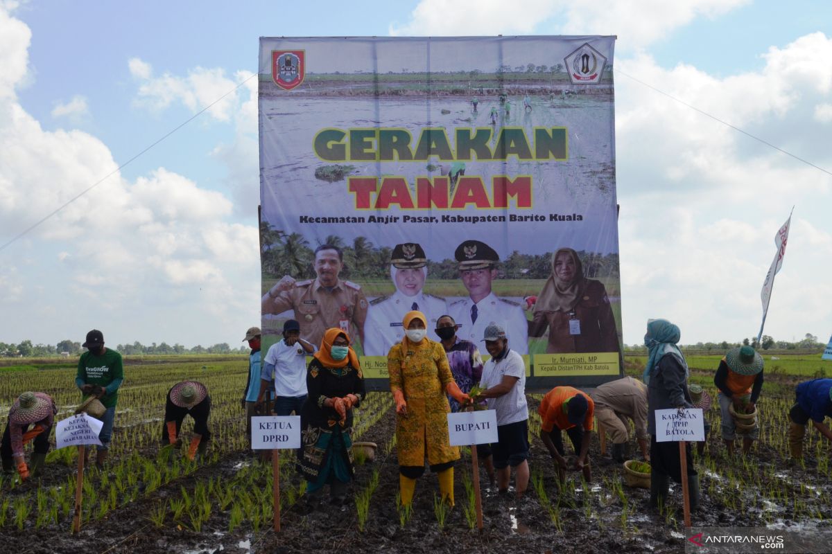 Bupati tanam perdana padi unggul varitas HIPA-19