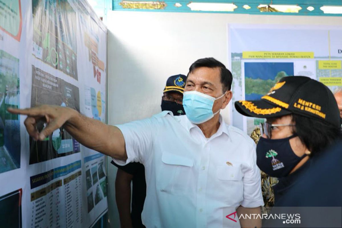 Luhut mau lobi Eropa-UEA bantu program penanaman mangrove