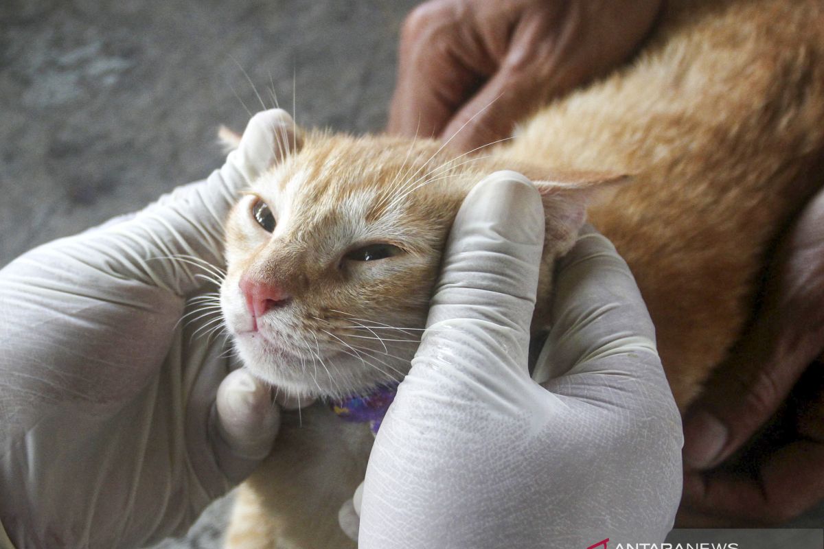 Polisi selidiki video viral orang berseragam Brimob banting anak kucing