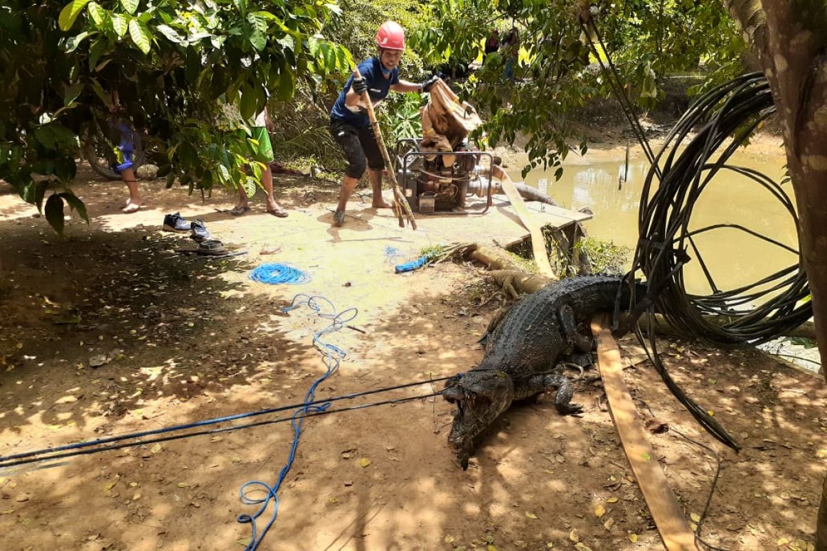 Tim Rescue DPKP Kutim Evakuasi Buaya di Kolam Ikan