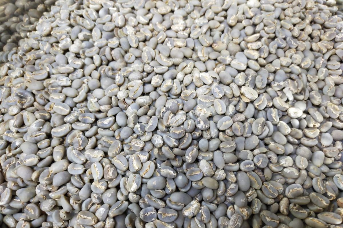 Tentang anjloknya harga kopi Gayo, ini kata Ketua AEKI Aceh