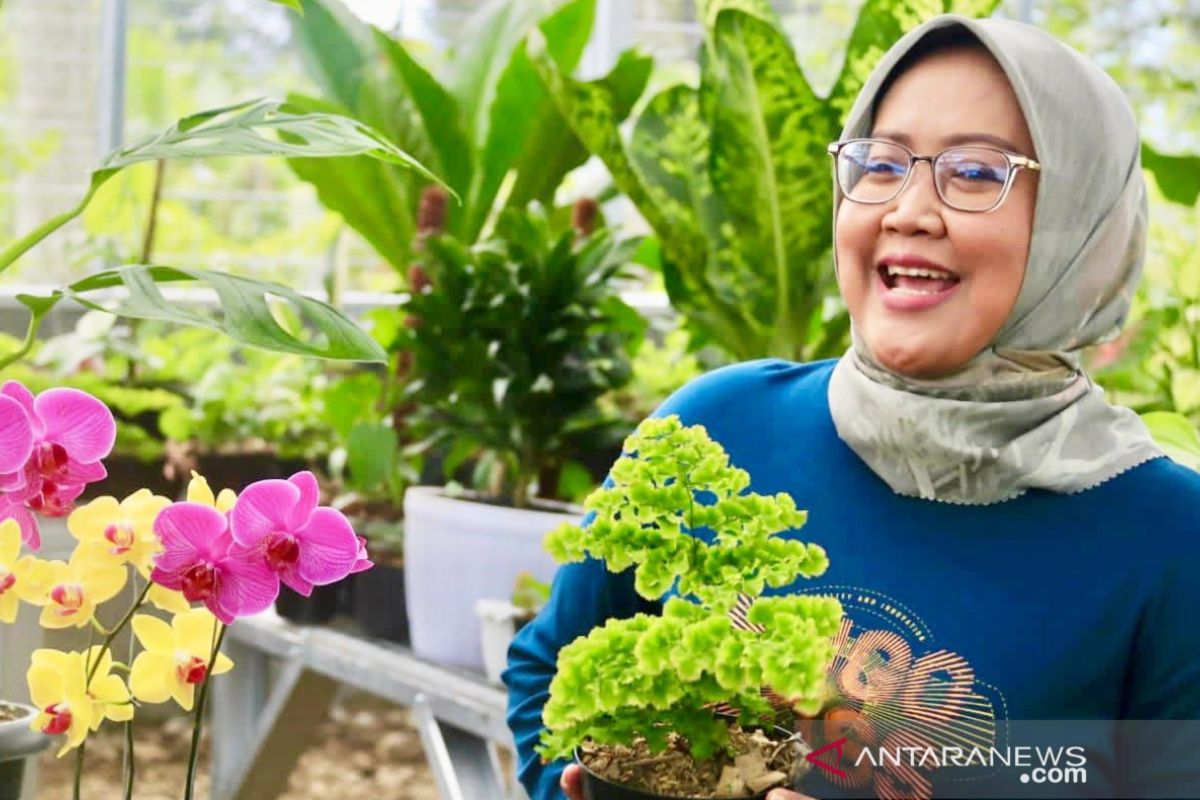 Wow, omzet tanaman hias Kabupaten Bogor tembus Rp300 juta per hari