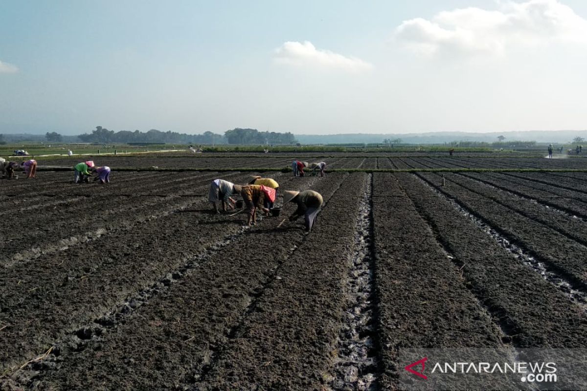 Kulon Progo kembangkan delapan kawasan agri bisnis