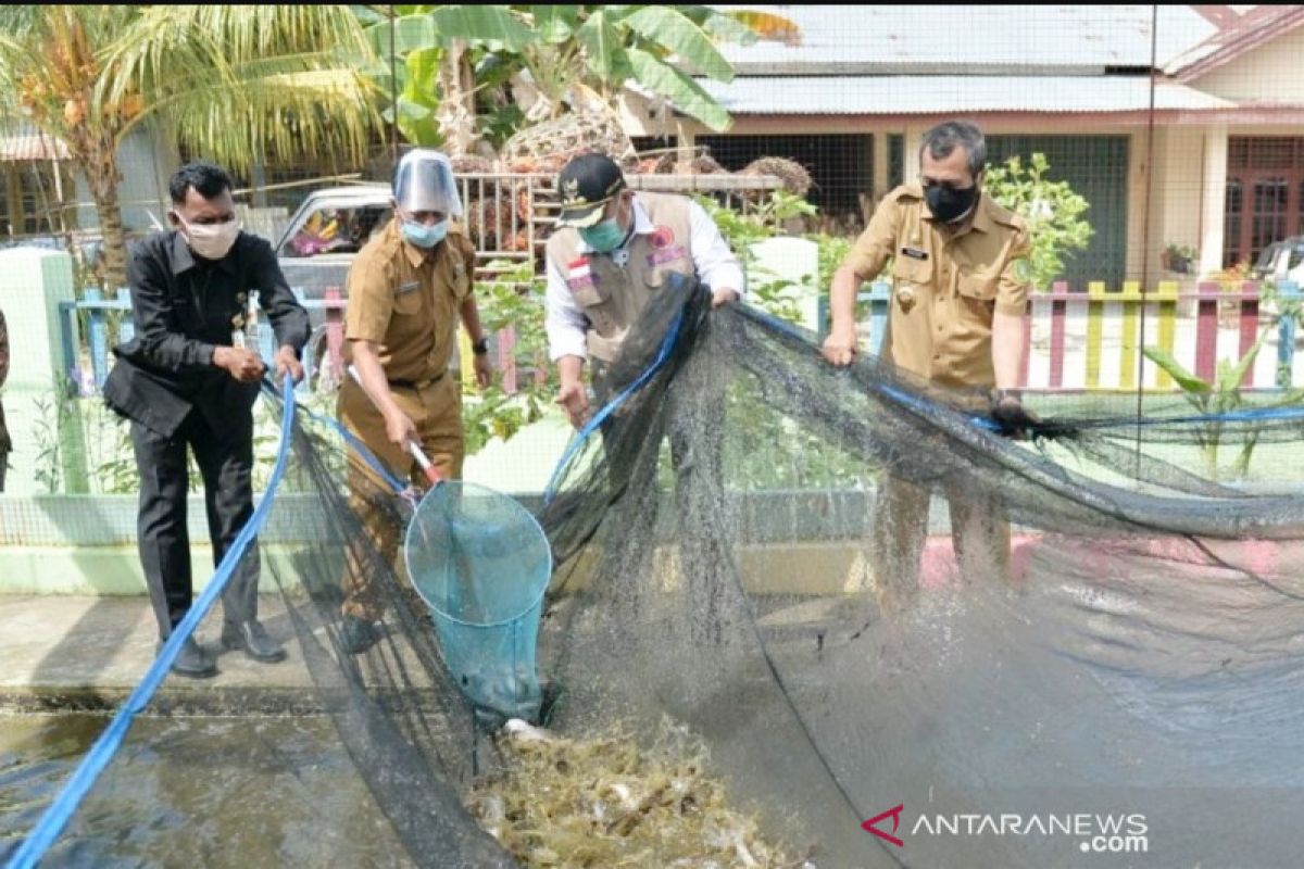 Murid libur karena COVID-19, Guru TK di Kampar beternak lele di sekolah