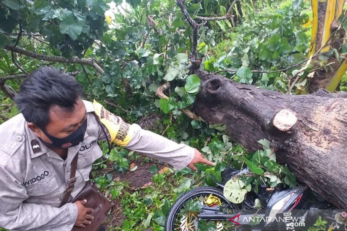 Tertimpa pohon cemara, pelajar SMA 8 Seluma meninggal