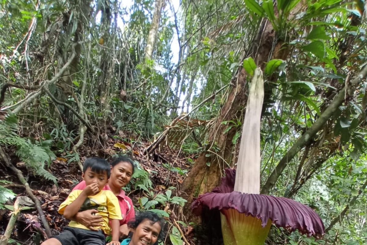 Bunga bangkai mekar sempurna di kebun pinang warga Lubukbasung, Agam