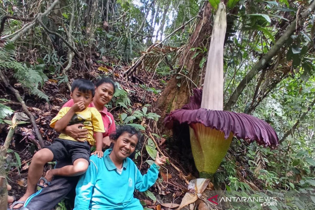 Bunga bangkai raksasa mekar di kebun warga Lubukbasung, Agam