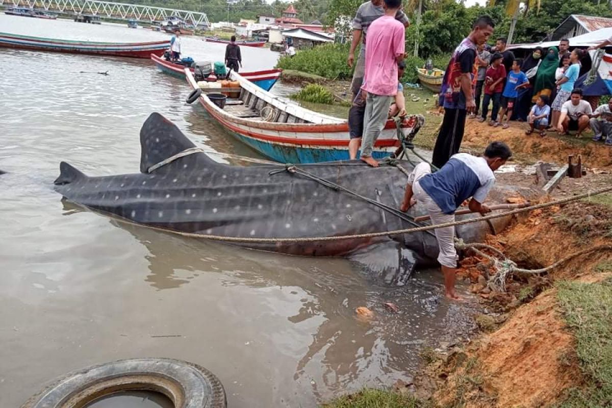 Hiu Tutul terdampar di perairan Pesisir Selatan