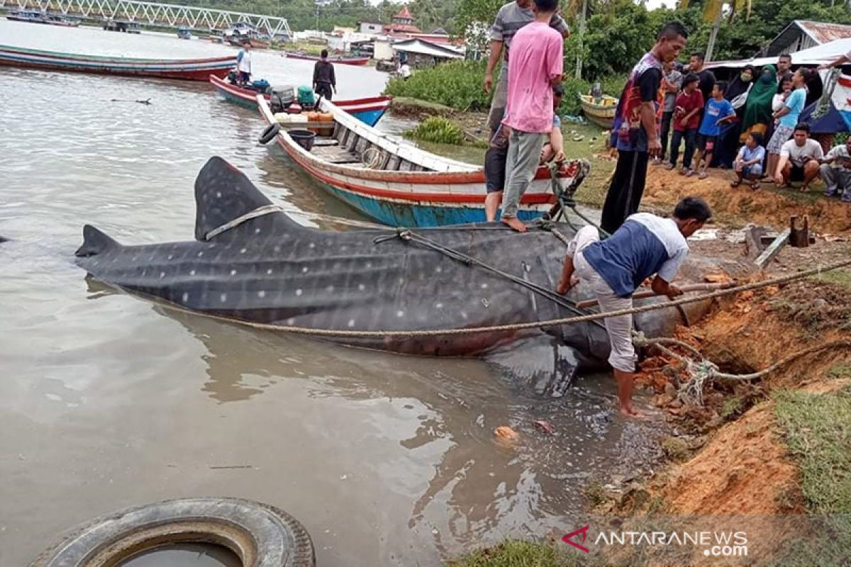 Hiu tutul terdampar di wilayah Pesisir Selatan