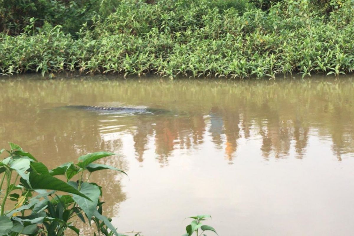 Buaya muncul di Way Penet pada malam hari, jadi tontonan warga