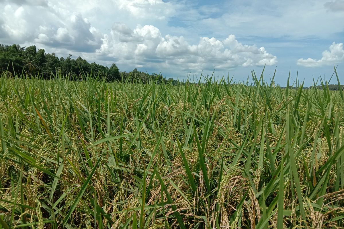 Harga jual padi gadu di Lampung Timur turun, petani minta pemerintah bantu petani