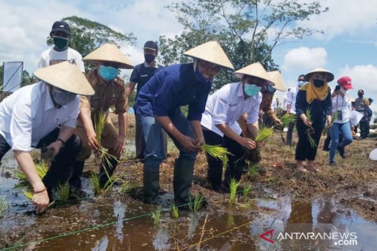 Kementan sebut food estate tetap jaga kelestarian lahan gambut