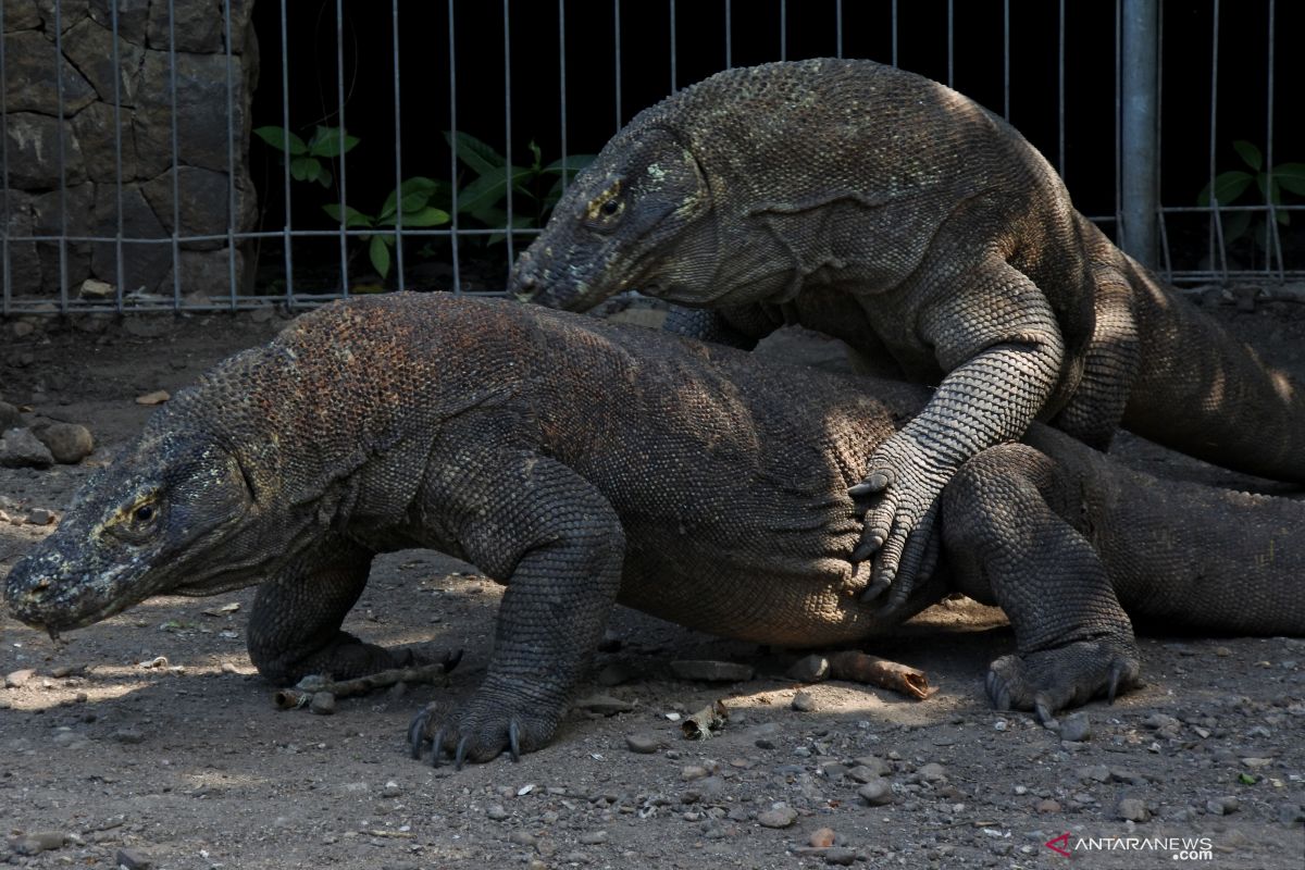 Bamsoet dorong Pemerintah jelaskan urgensi bangun konservasi komodo