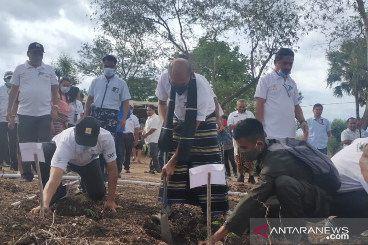 PLN NTT gandeng Undana tanam pohon untuk bahan baku EBT