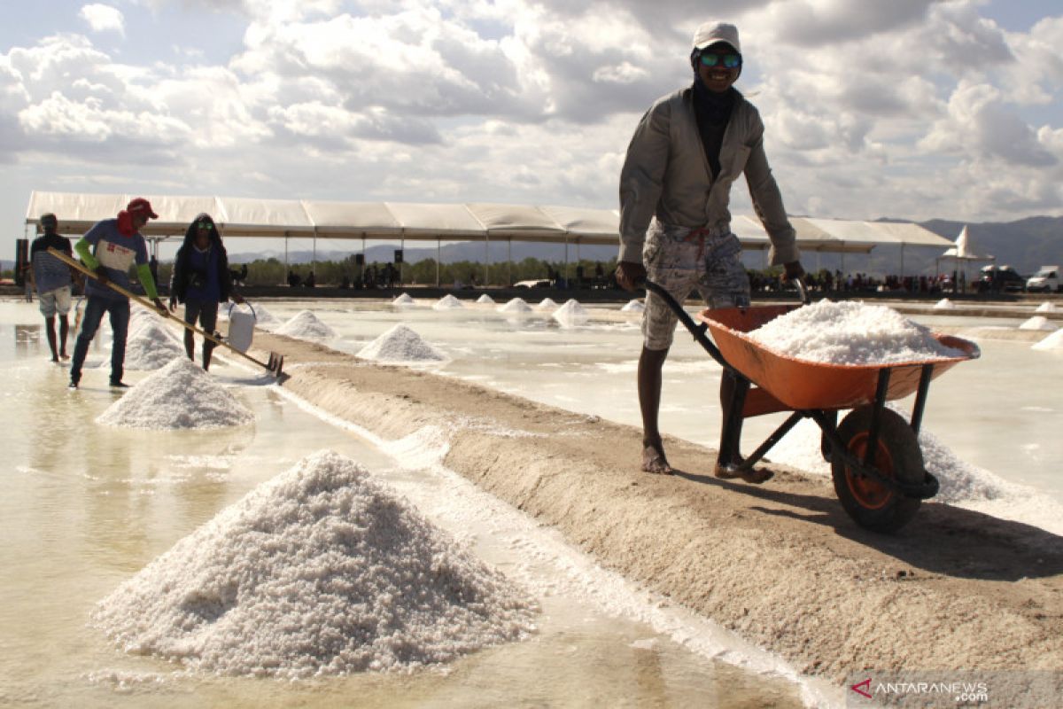 Potensi tambak garam Sabu Raijua capai 2.000 hektare
