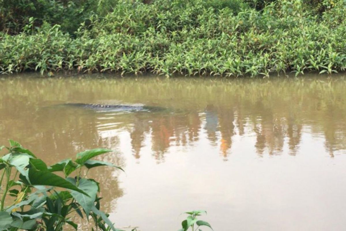 TNWK tak pernah lepas buaya di Way Penet