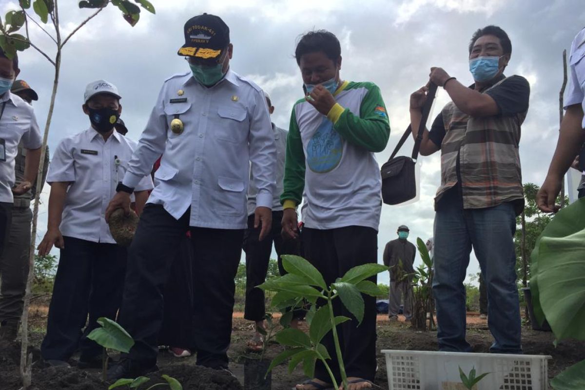 Pemkab Bangka Tengah siapkan 10 hektare lahan untuk tanaman porang