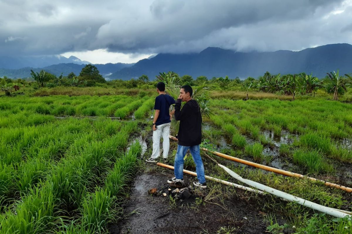 Kementan siapkan program nasional antisipasi dampak La Nina