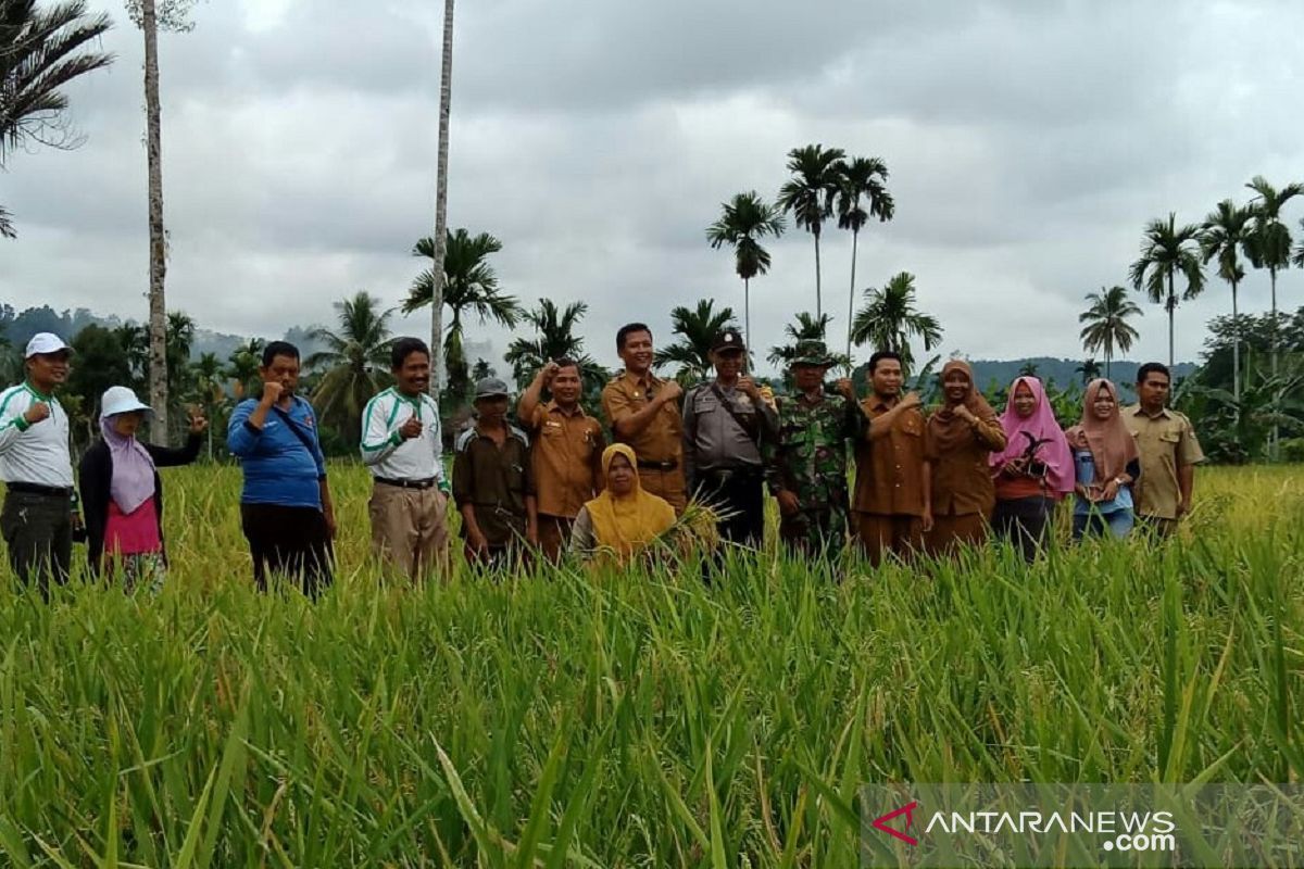 Produksi gabah petani Mukomuko turun