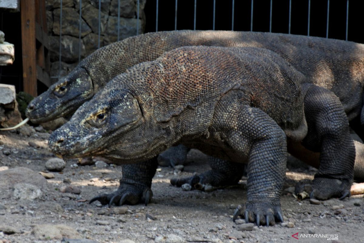 Balai TN Komodo: Penataan  Loh Buaya untuk peningkatan pelayanan