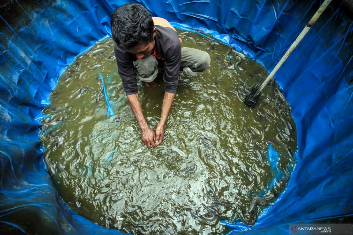 KKP ungkap keunggulan sistem bioflok dalam budi daya perikanan