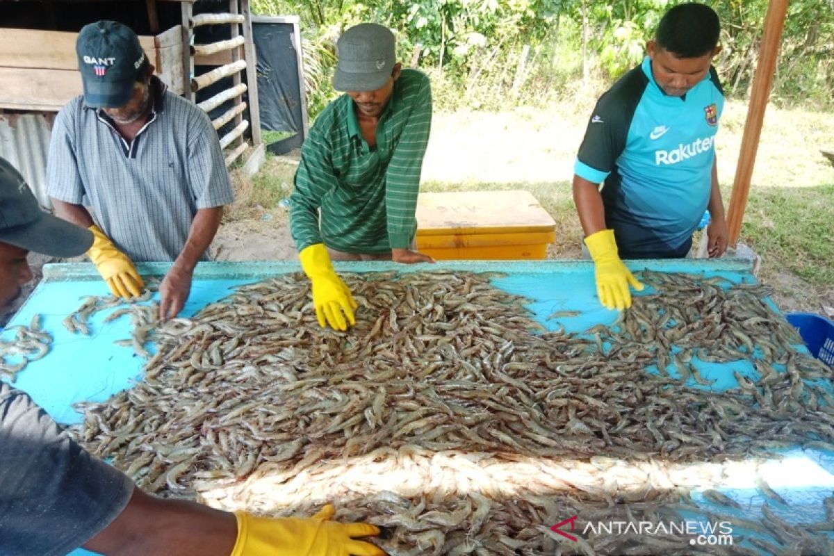 Dinas Perikanan sebut panen udang vaname di Aceh Timur lebih target