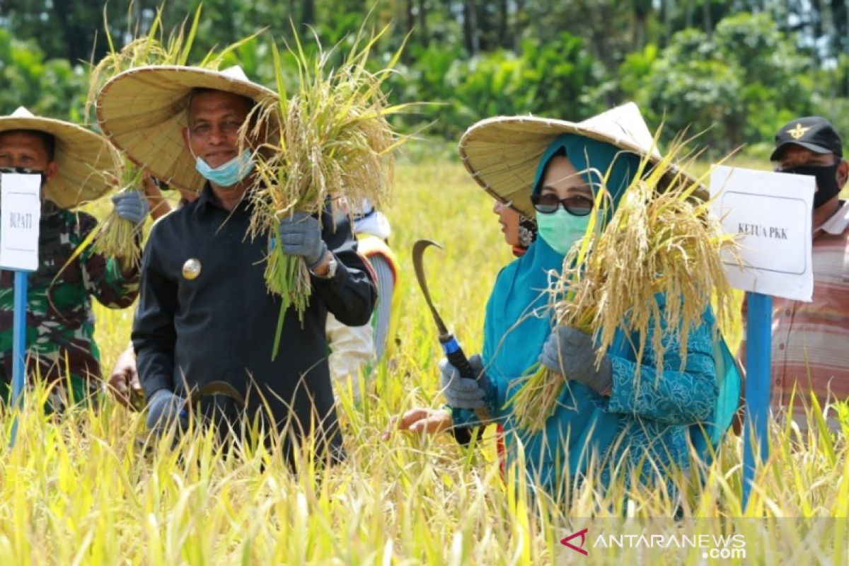 Produksi padi di Nagan Raya capai 6,5 ton per hektare di 2020