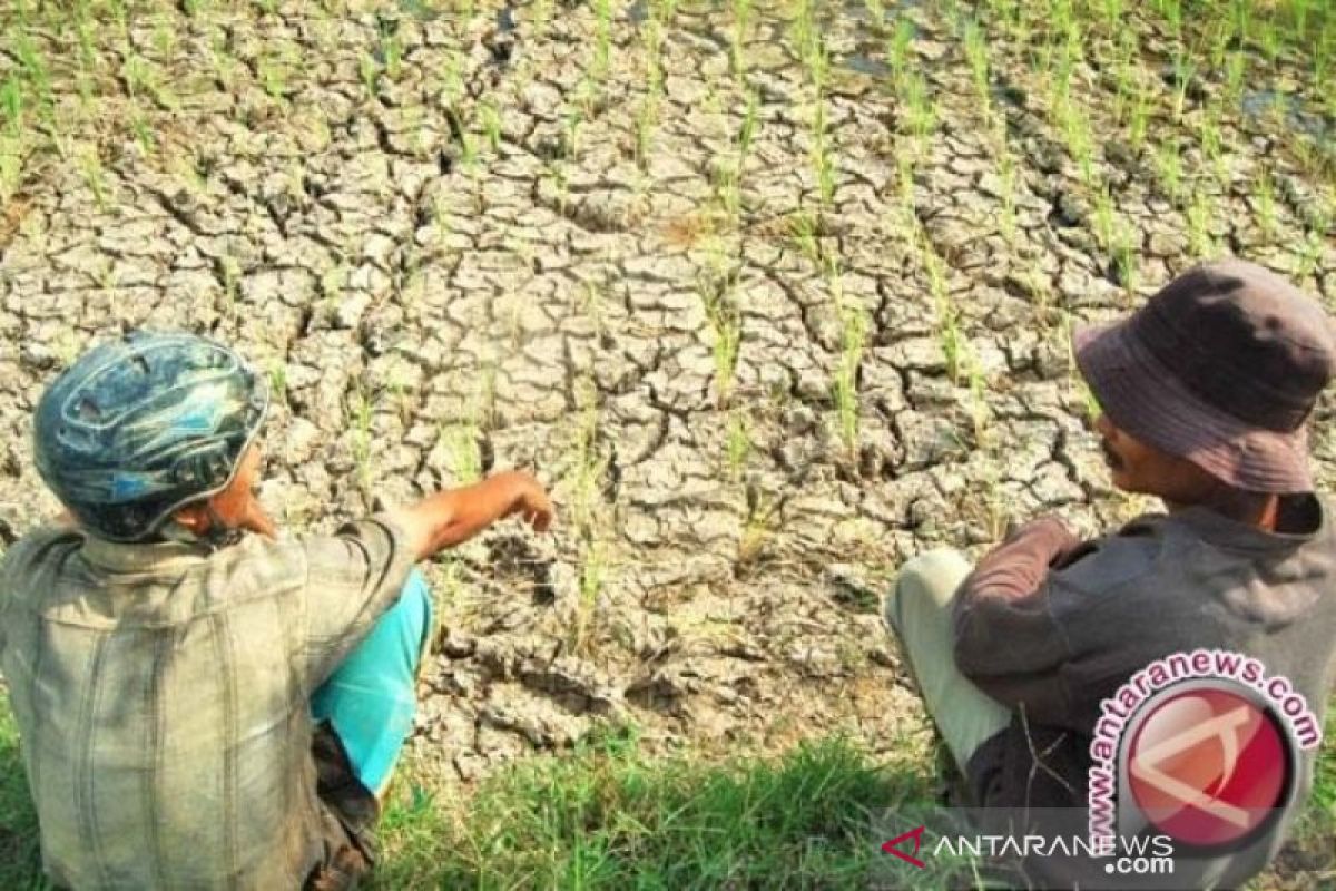 Kemarau, petani keluhkan saluran irigasi tidak kunjung diperbaiki