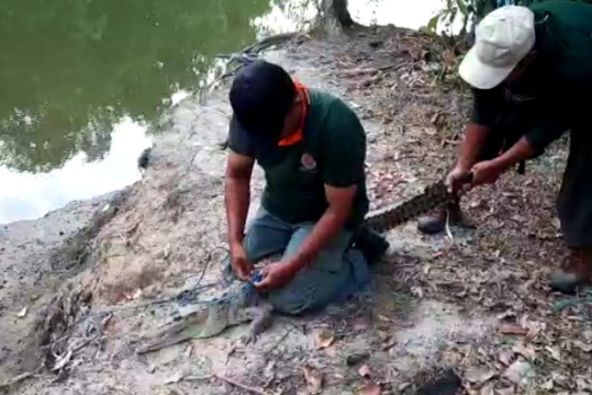 BKSDA Sulawesi Tenggara evakuasi buaya temuan warga Bombana ke Taman Nasional