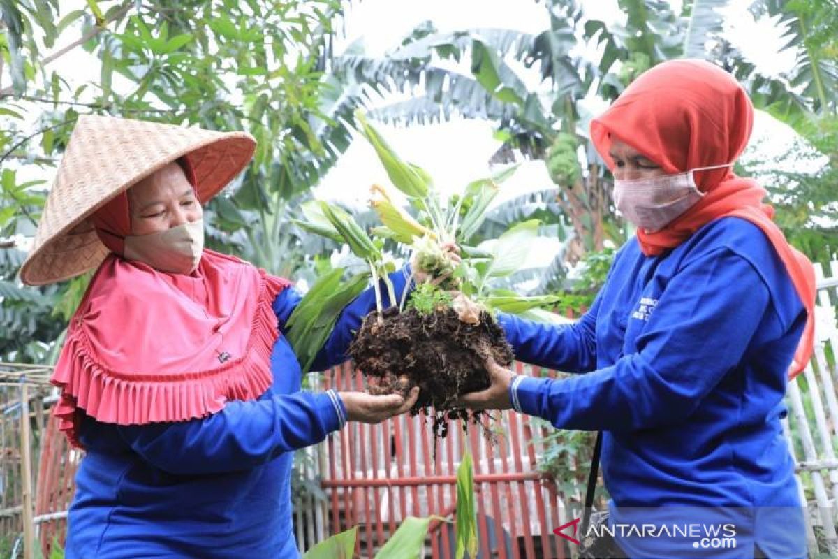 KWT Putih Berseri Tangerang buka layanan pelatihan budidaya tanaman
