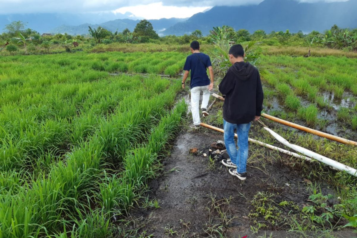 Anggaran pengelolaan pertanian padi di Lingga  berasal dari pusat