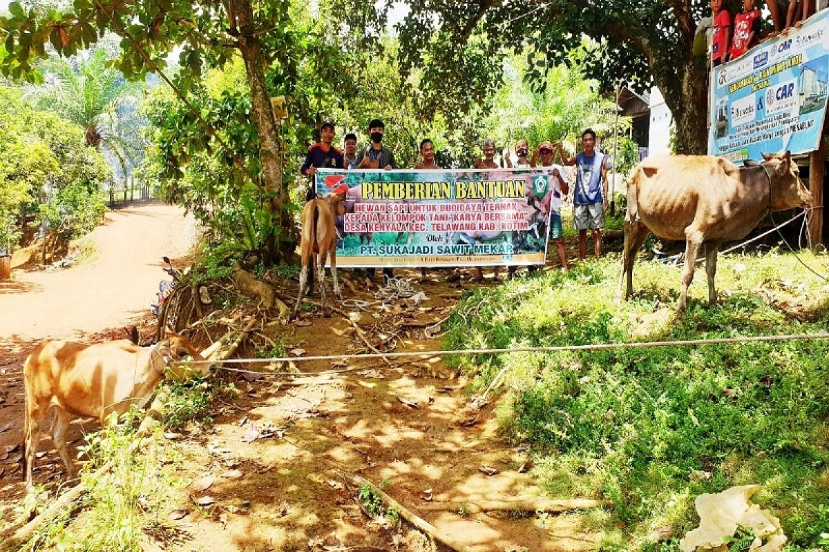 PT Sukajadi Sawit Mekar beri bantuan sapi dukung masyarakat kembangkan peternakan