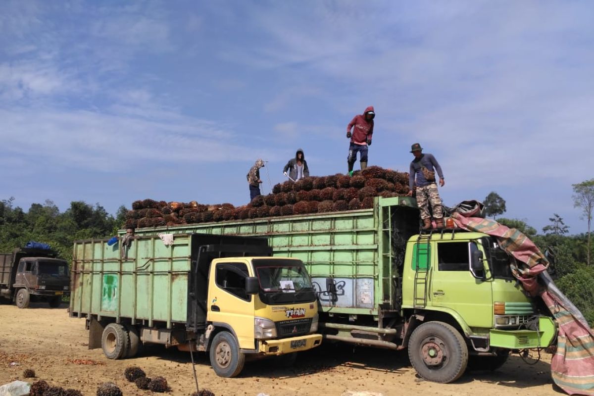 Harga kelapa sawit di Batanghari naik menjadi Rp1.800 per kilogram