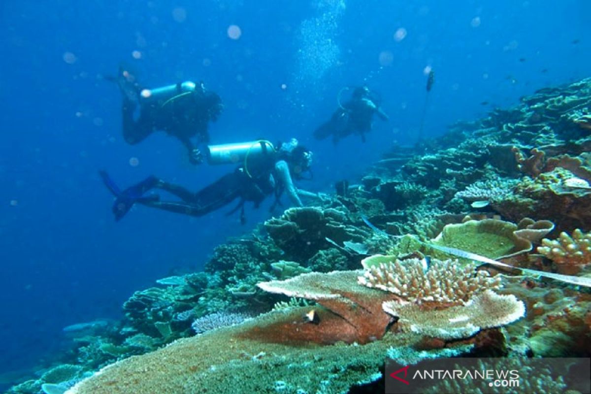 Planting coral could benefit coastal economies: Minister