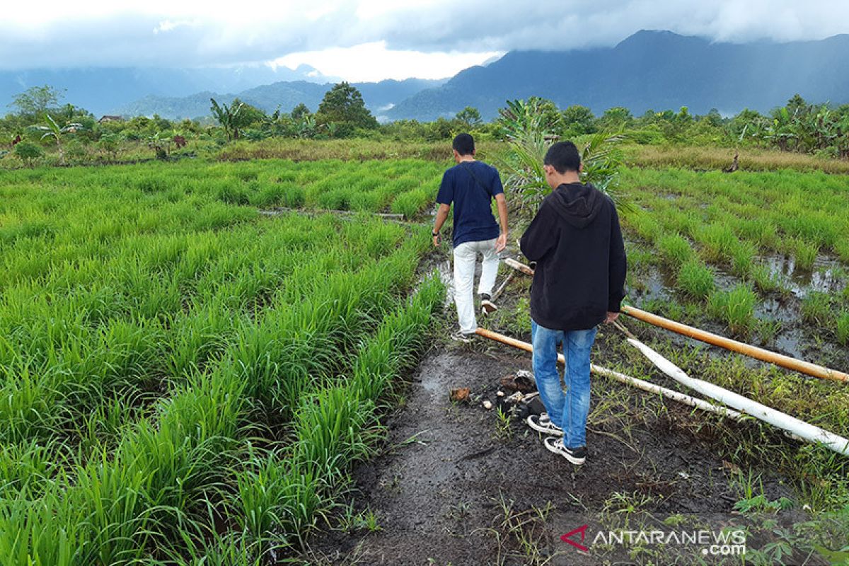 Gubernur paparkan strategi atasi defisit beras di Riau