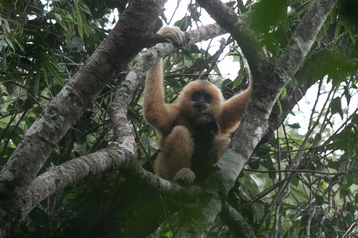 Temukan China: Owa Hainan: Penyanyi primata perluas panggung hutan mereka